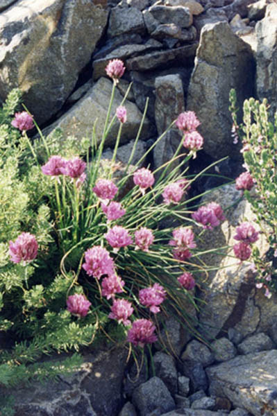 Allium schoenoprasum