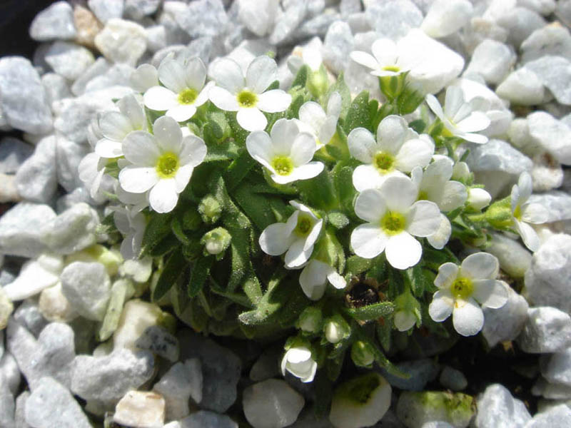 Androsace pubescens