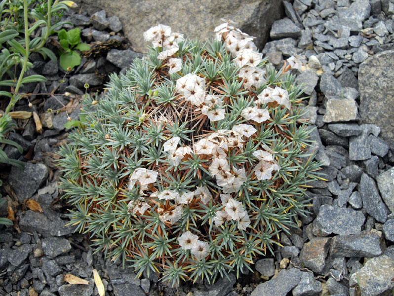 Acantholimon ulicinum