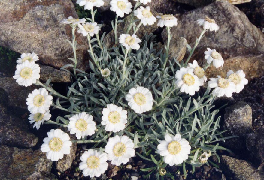 Achillea ageratifolia