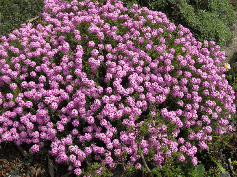Aethionema armenum 'Warley Rose'