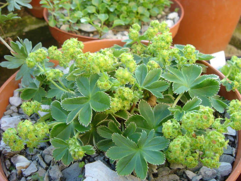 Alchemilla faeroensis var pumila