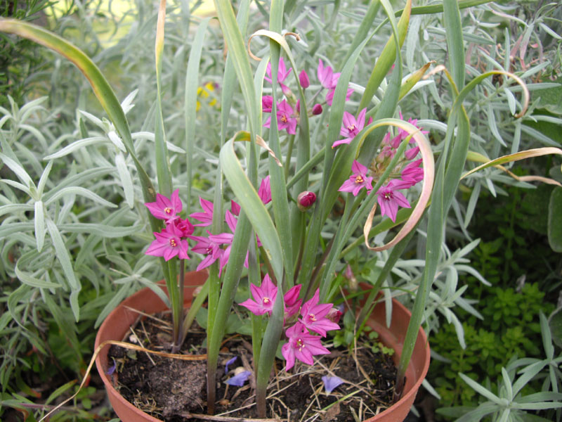 Allium oreophilum