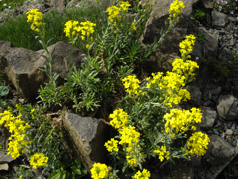 Alyssoides utriculata