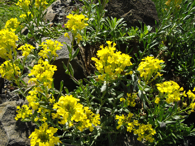 Alyssoides utriculata
