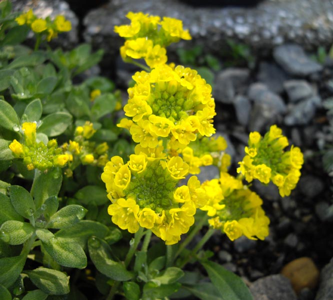 Alyssum wulfenianum