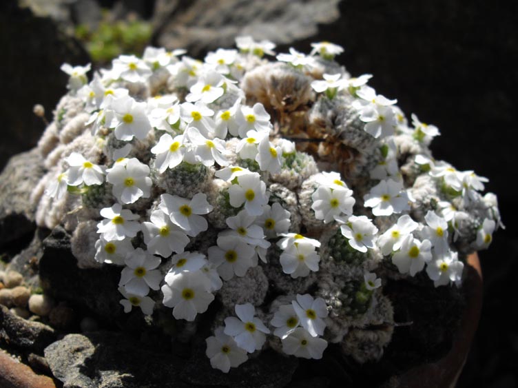 Androsace muscoidea 'Breviscapa'