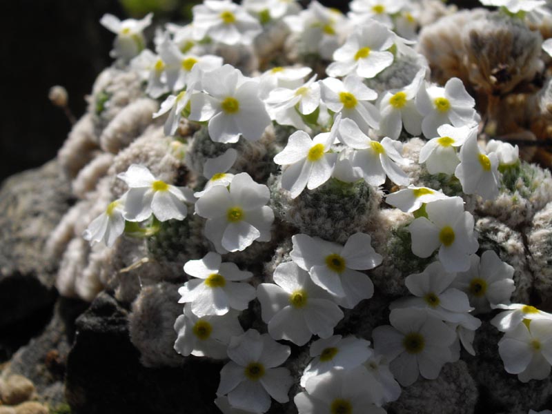 Androsace muscoidea 'Breviscapa'