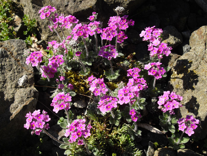 Androsace sarmentosa var watkinsii'