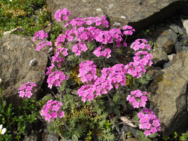 Androsace sarmentosa var watkinsii'
