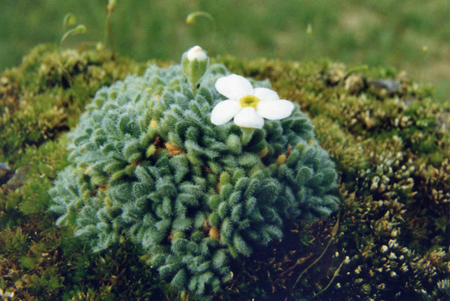 Androsace sp
