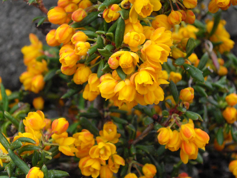Berberis × stenophylla 'Corollina Compacta' photo