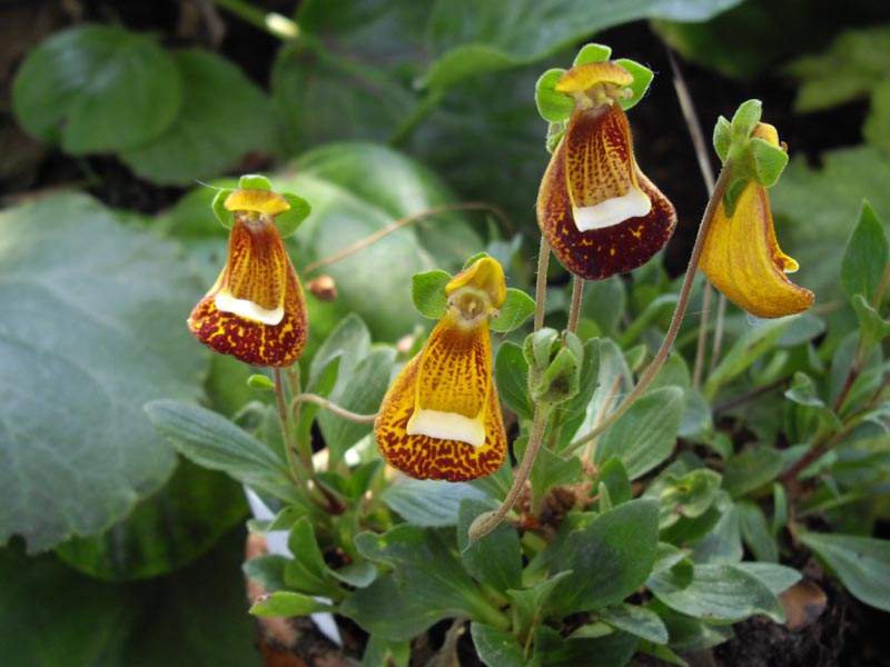 Calceolaria 'Walter Shrimpton' 2