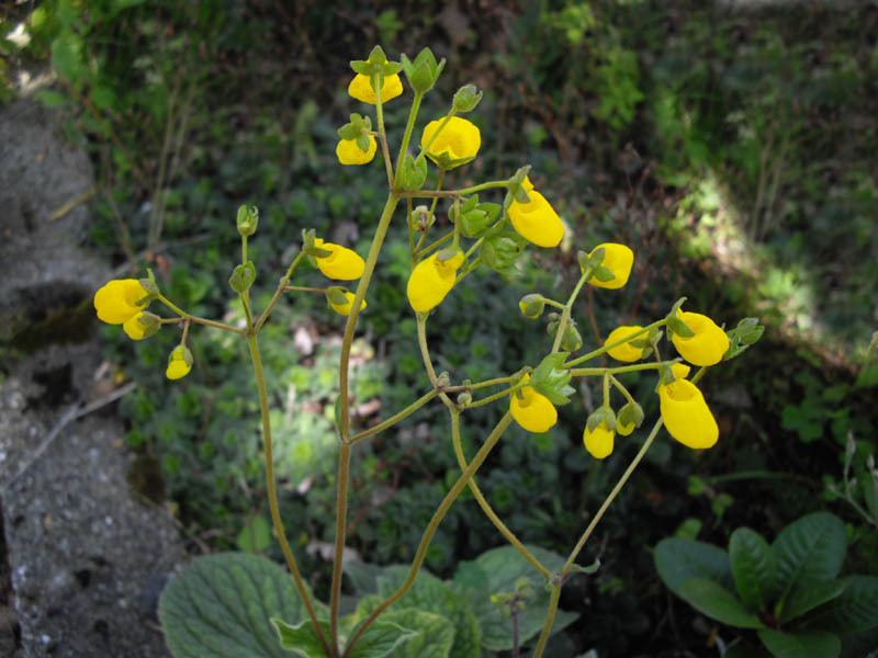 Calceolaria andina 2
