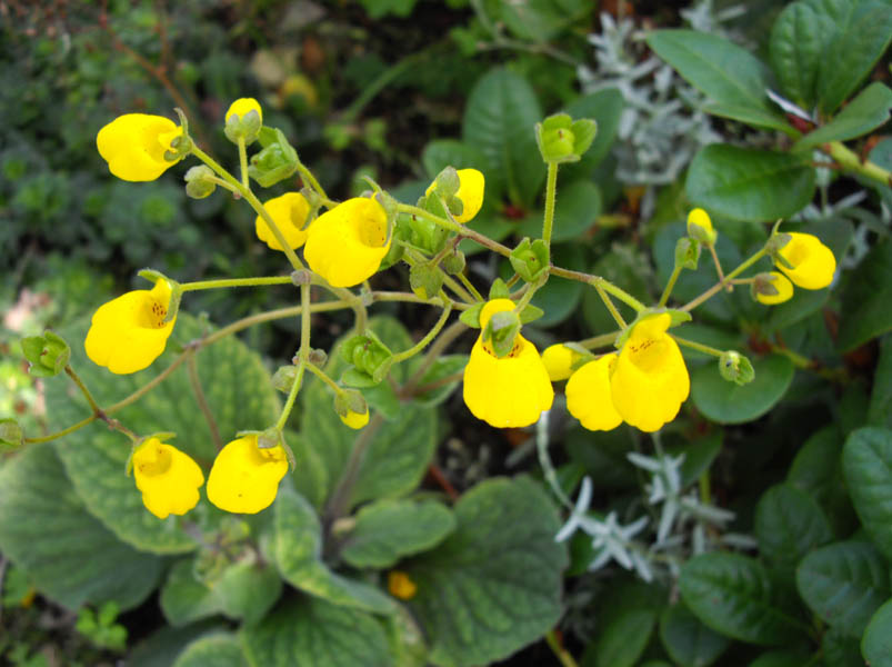 Calceolaria andina 3