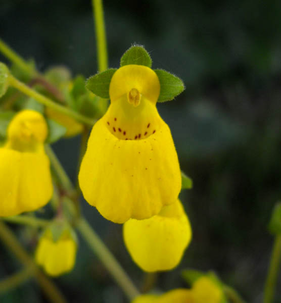 Calceolaria andina 4