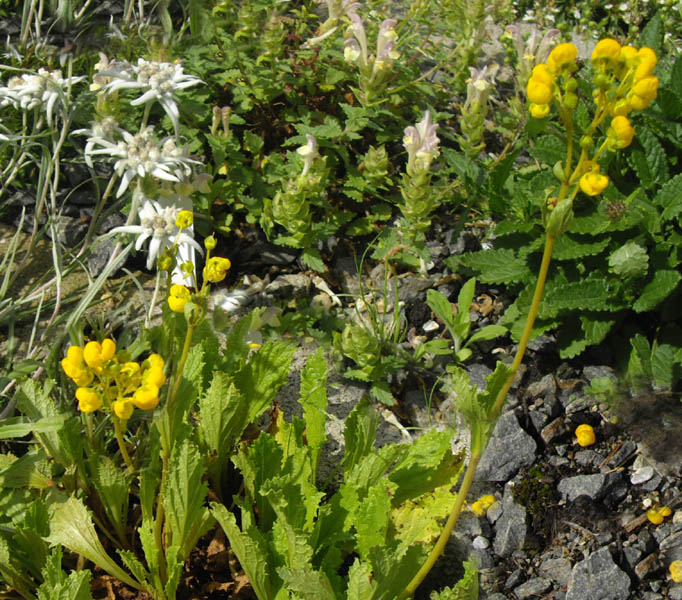 Calceolaria corymbosa 3