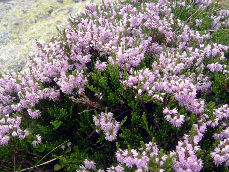 Calluna vulgaris 3