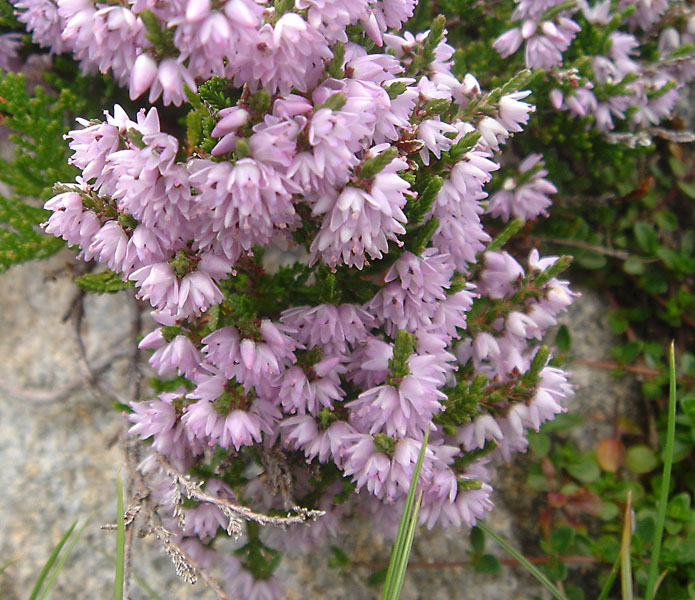 Calluna vulgaris 4