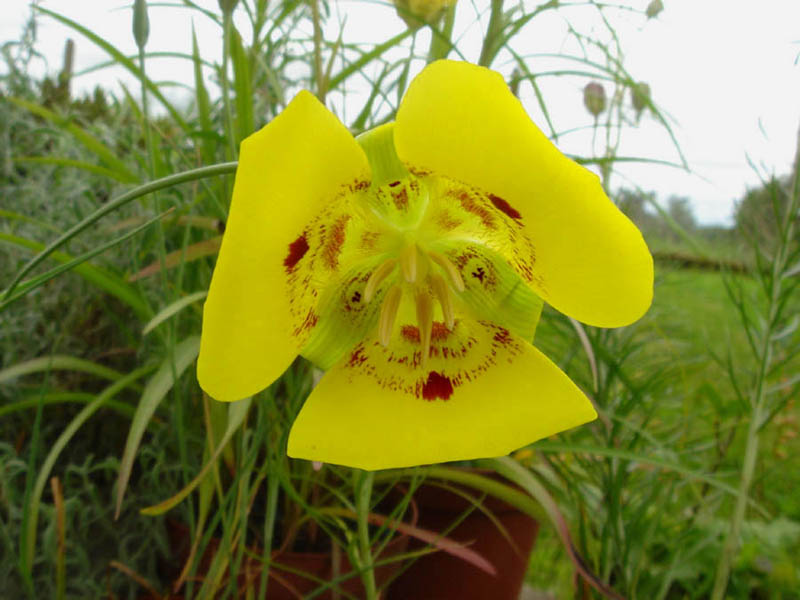 Calochortus 'Golden Orb' 2