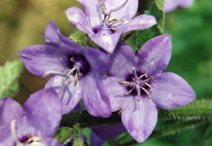 Campanula alata 2