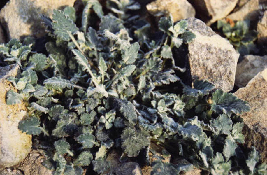 Campanula andrewsii ssp andrewsii 2