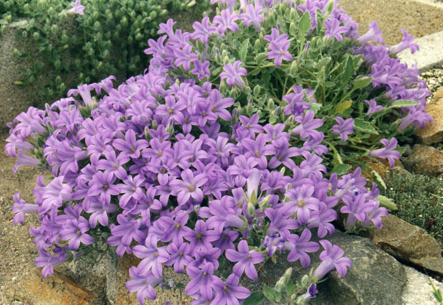 Campanula andrewsii ssp andrewsii 3