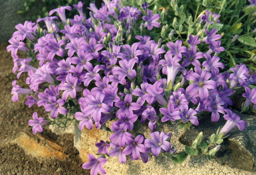 Campanula andrewsii ssp andrewsii 4