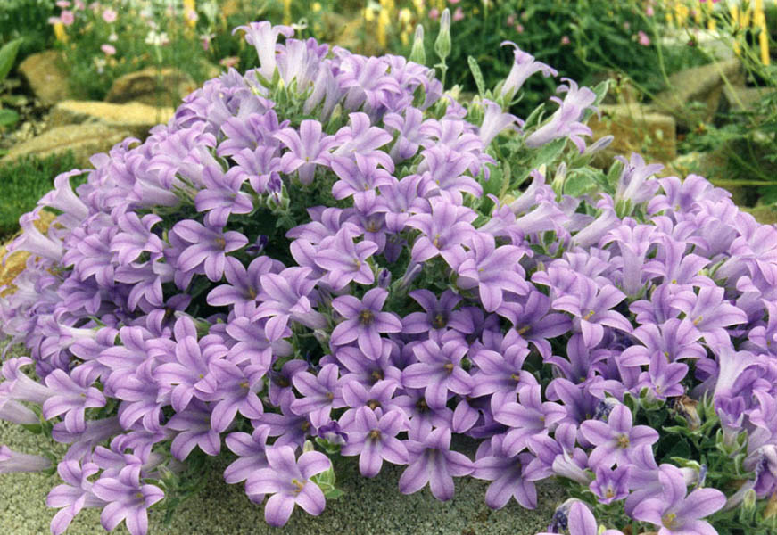 Campanula andrewsii ssp andrewsii 5