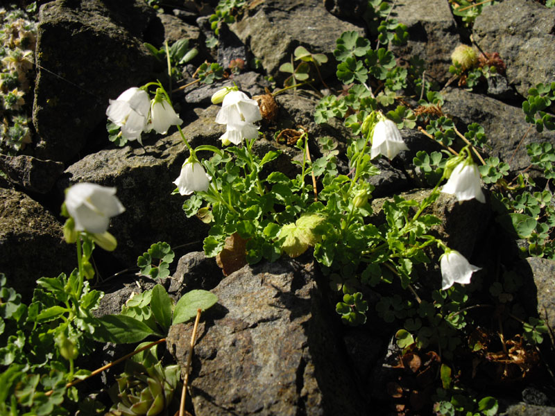 Campanula cochlearifolia 'Alba' 2
