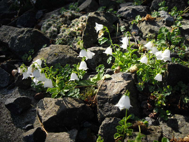 Campanula cochlearifolia 'Alba' 3