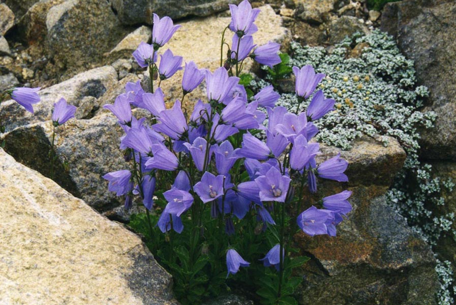 Campanula cochlearifolia 3