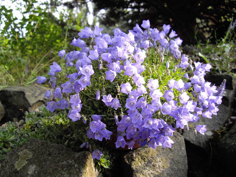 Campanula cochlearifolia 4