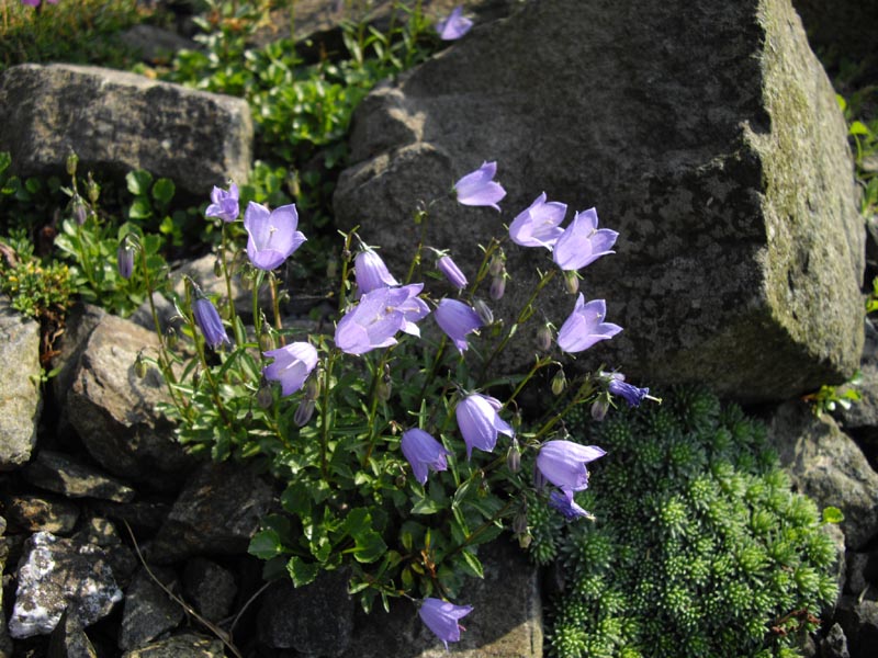Campanula cochlearifolia 6