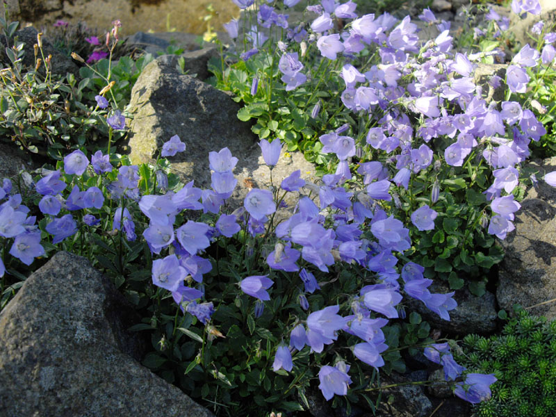 Campanula cochlearifolia 7
