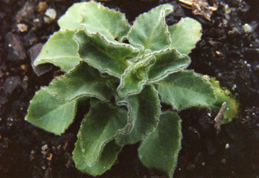 Campanula elatinoides 2