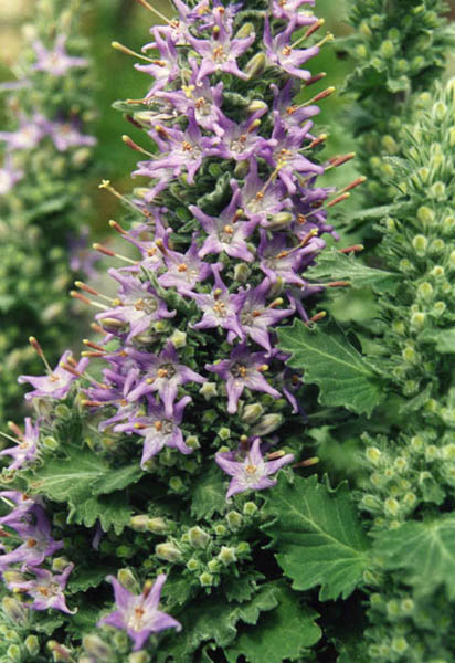 Campanula elatinoides 3