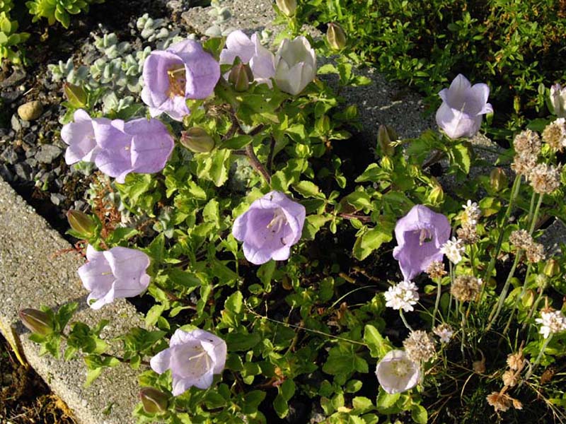 Campanula incurva 2