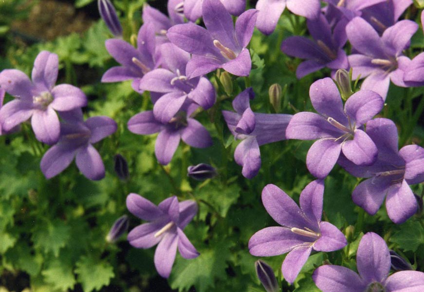 Campanula portenschlagiana 2