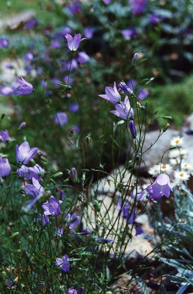 Campanula rotundifolia 2