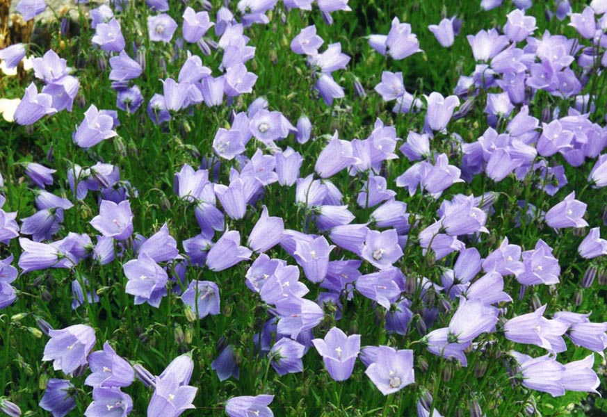Campanula rotundifolia 3