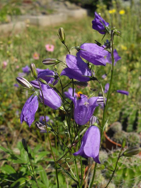 Campanula rotundifolia 4