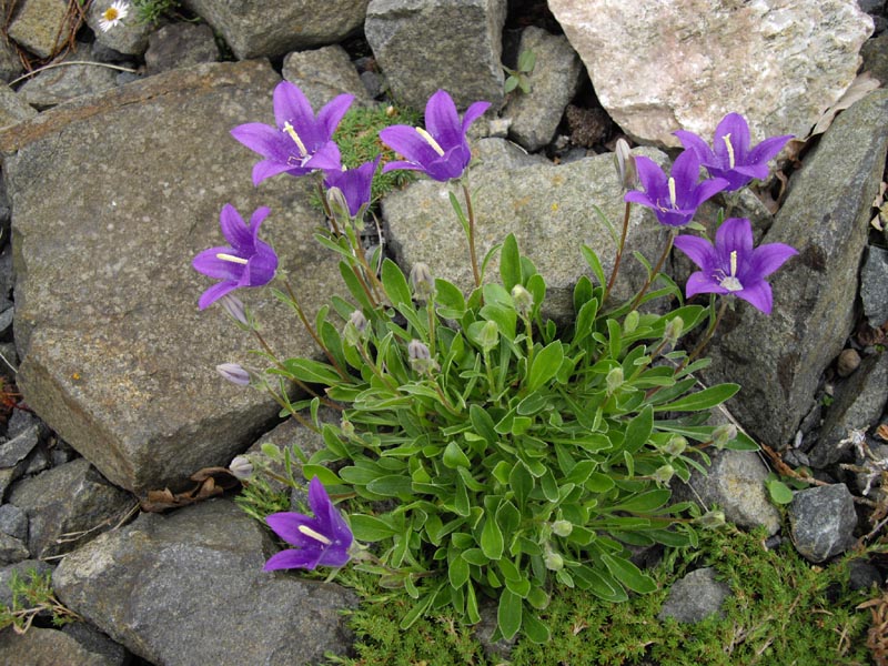 Campanula saxifraga 2