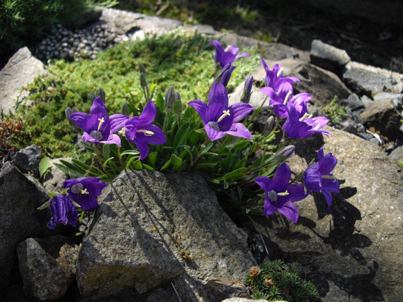 Campanula saxifraga 4