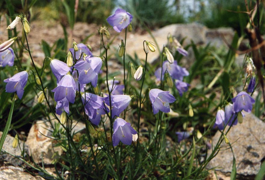 Campanula scheuchzeri 2