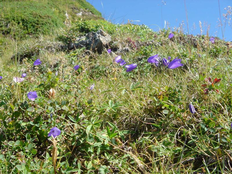 Campanula scheuchzeri 3