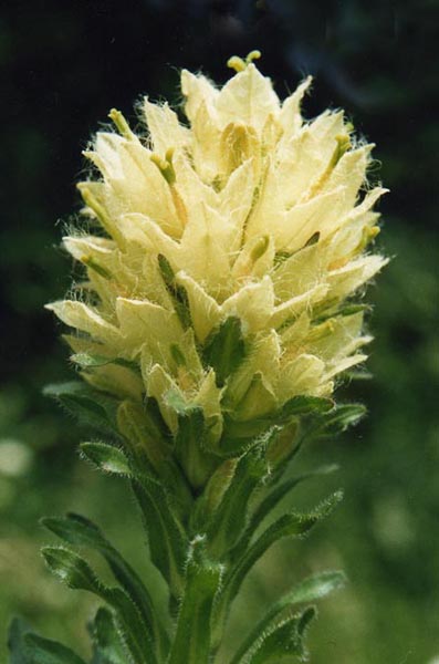 Campanula thyrsoides 2