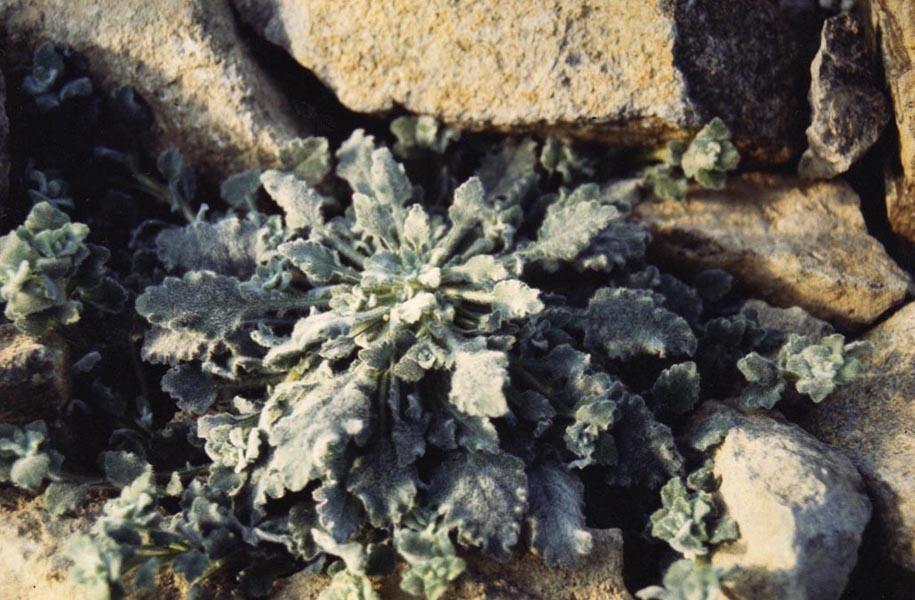 Campanula topaliana ssp cordifolia