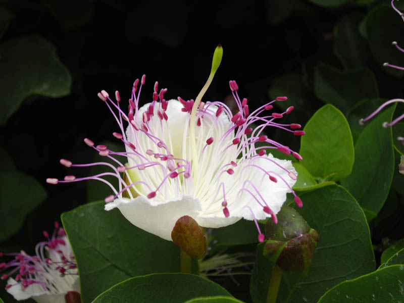 Capparis spinosa 5