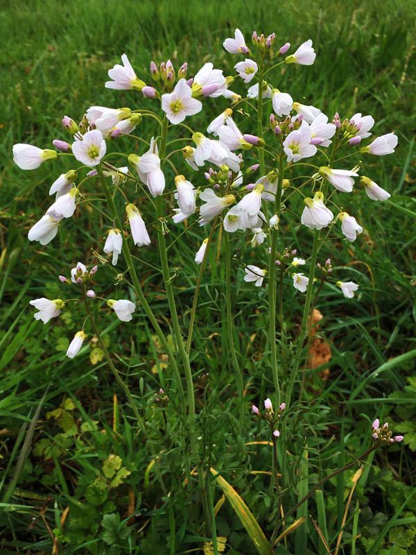 Cardamine pratensis
